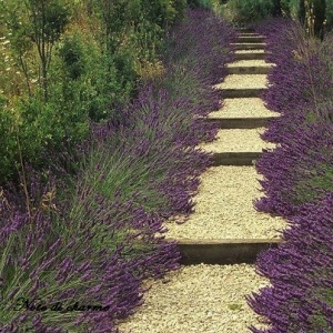 Lavender path